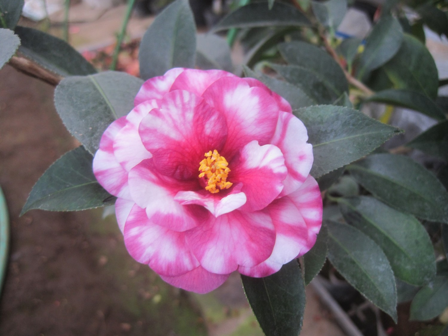 【美品】椿文鎮 楽天市場】椿（文鎮｜書道用具）：文房具・事務用品<日用品雑貨